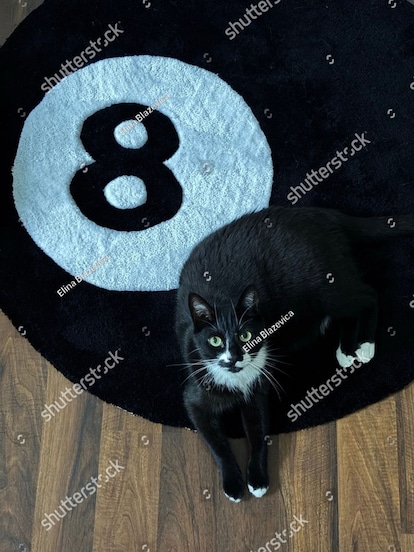 black and white cat